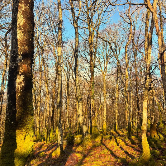 Wood of Cree Swimventure | Wild Swimming & Woodland Walk, Dumfries & Galloway