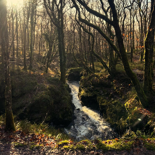 Wood of Cree Swimventure | Wild Swimming & Woodland Walk, Dumfries & Galloway