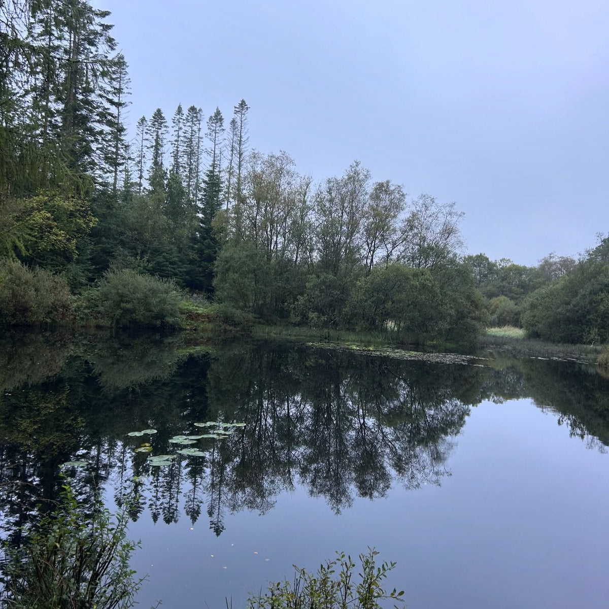 Wild Swim & Forest Bathing Experience | Penninghame Pond | Saturday 7th November